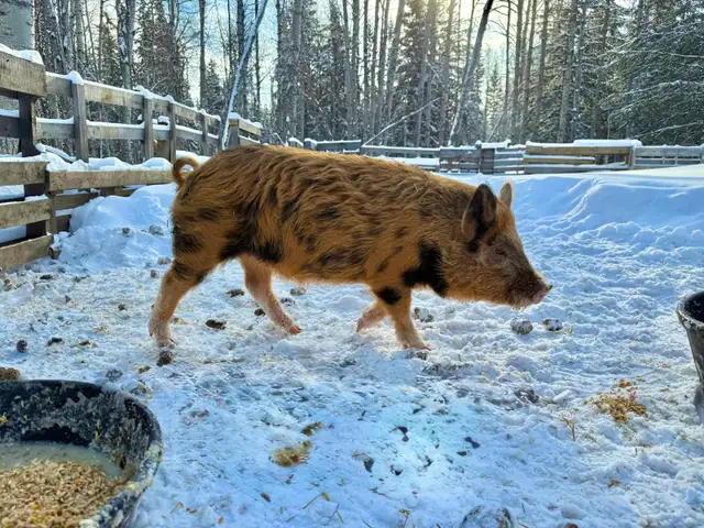 Meishan/Kune crossed with Ossabaw Island Hog-Pigs, Piglets - Photo 6