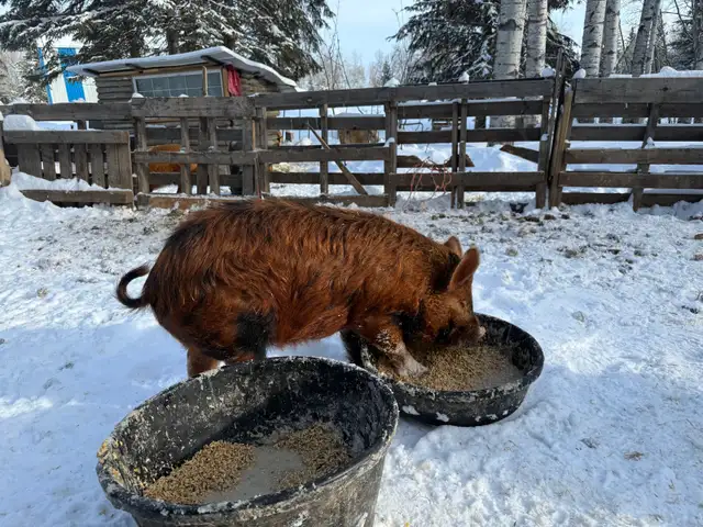 Meishan/Kune crossed with Ossabaw Island Hog-Pigs, Piglets - Photo 7