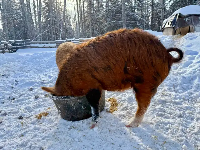 Meishan/Kune crossed with Ossabaw Island Hog-Pigs, Piglets - Photo 8
