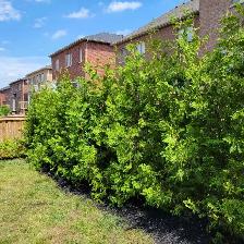 Cedar Trees - Photo 2