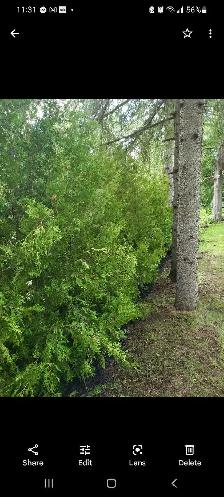 Cedar Trees - Photo 3