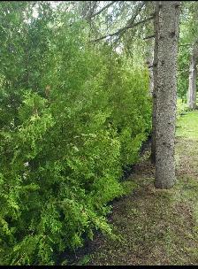 Cedar Trees - Photo 5