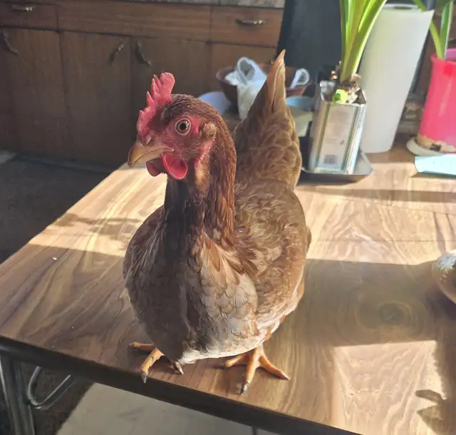 Isa Brown Laying Hens