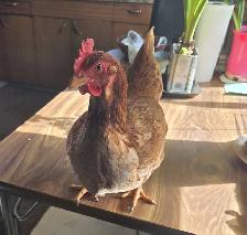 Isa Brown Laying Hens