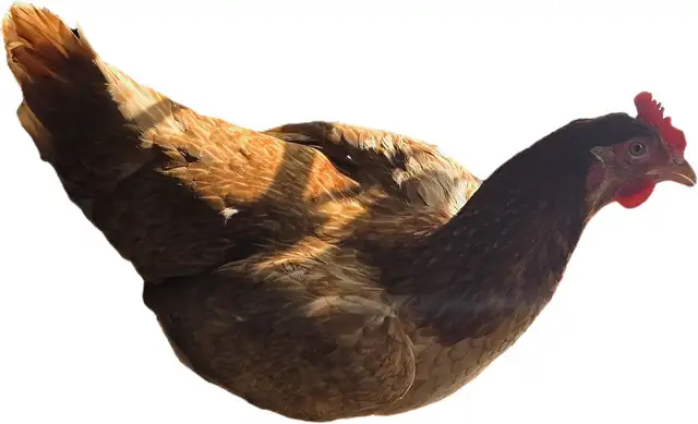 Isa Brown Laying Hens - Photo 2