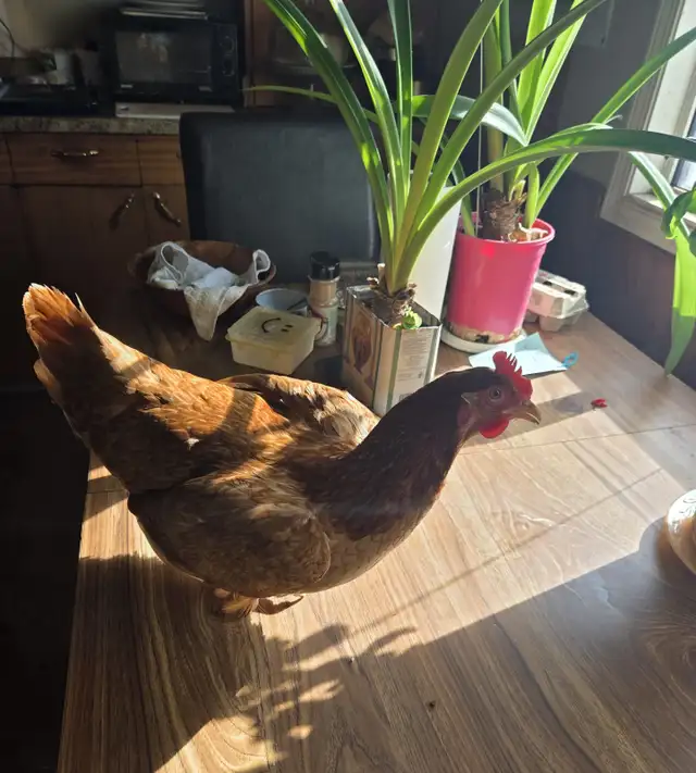 Isa Brown Laying Hens - Photo 3