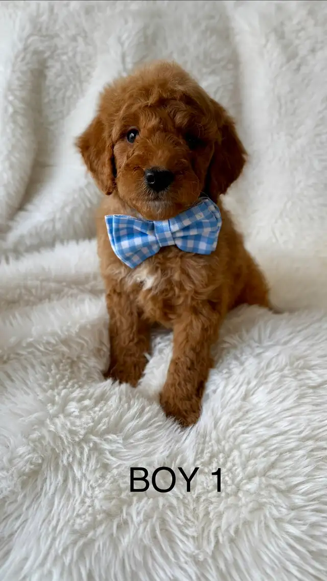 F2B Golden Doodle Puppies