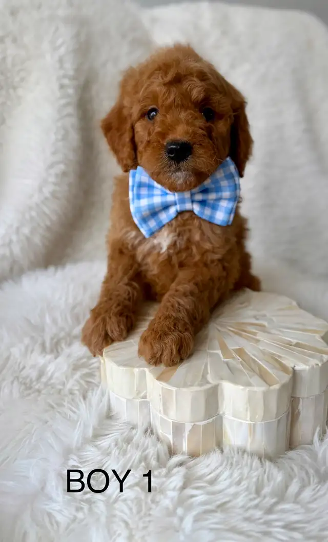 F2B Golden Doodle Puppies - Photo 2