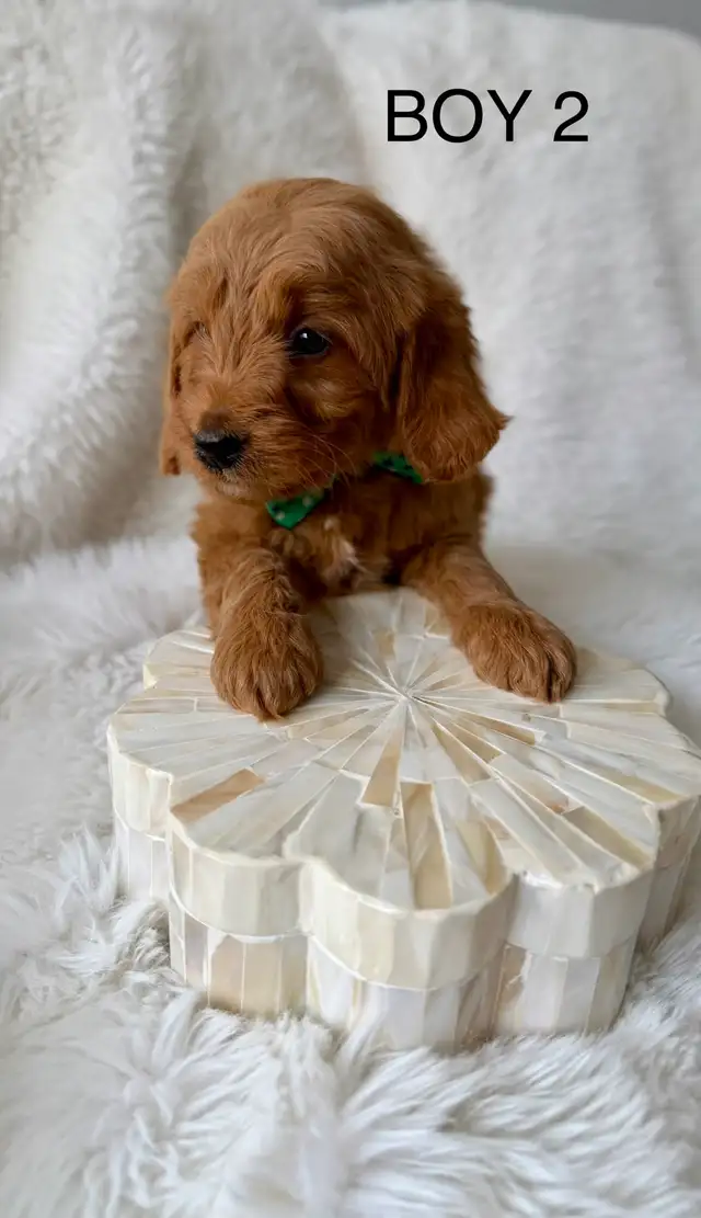 F2B Golden Doodle Puppies - Photo 3