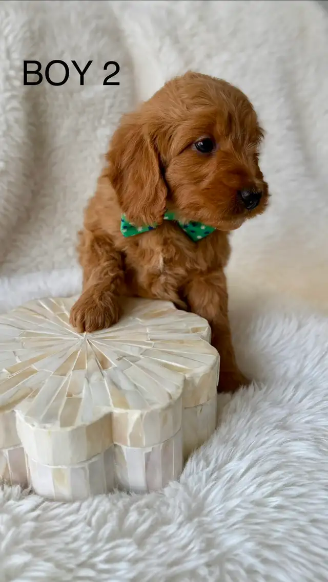 F2B Golden Doodle Puppies - Photo 4