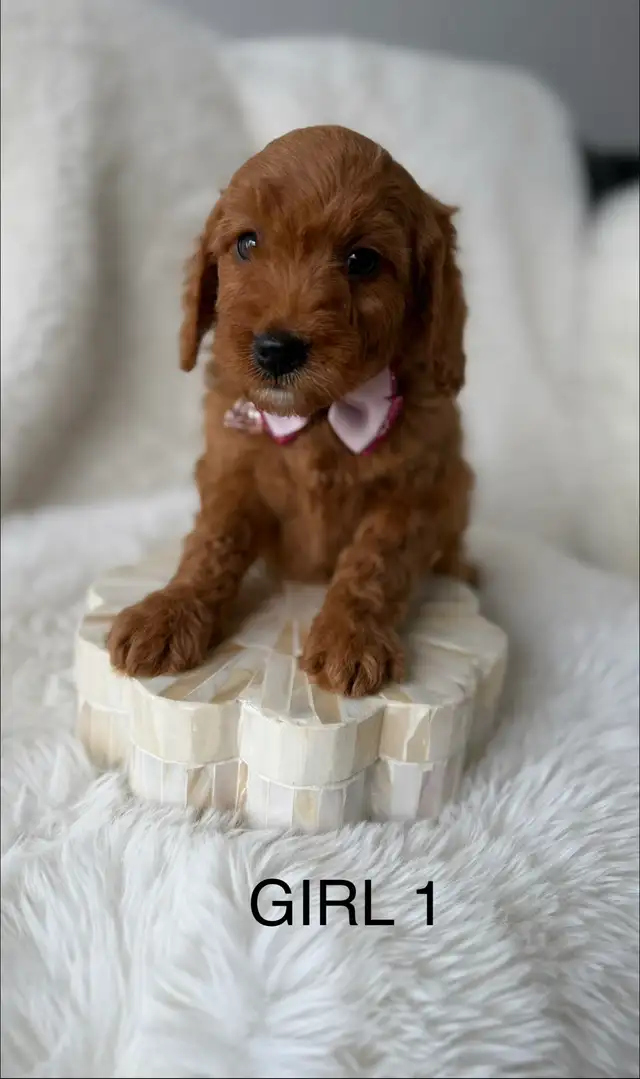 F2B Golden Doodle Puppies - Photo 5