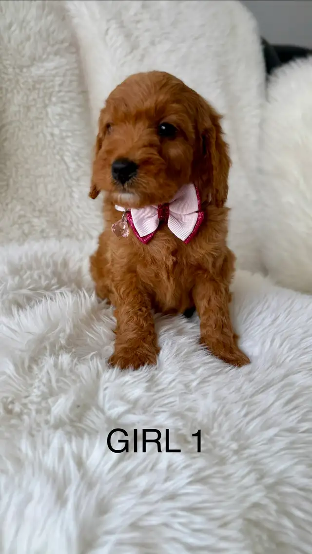 F2B Golden Doodle Puppies - Photo 6