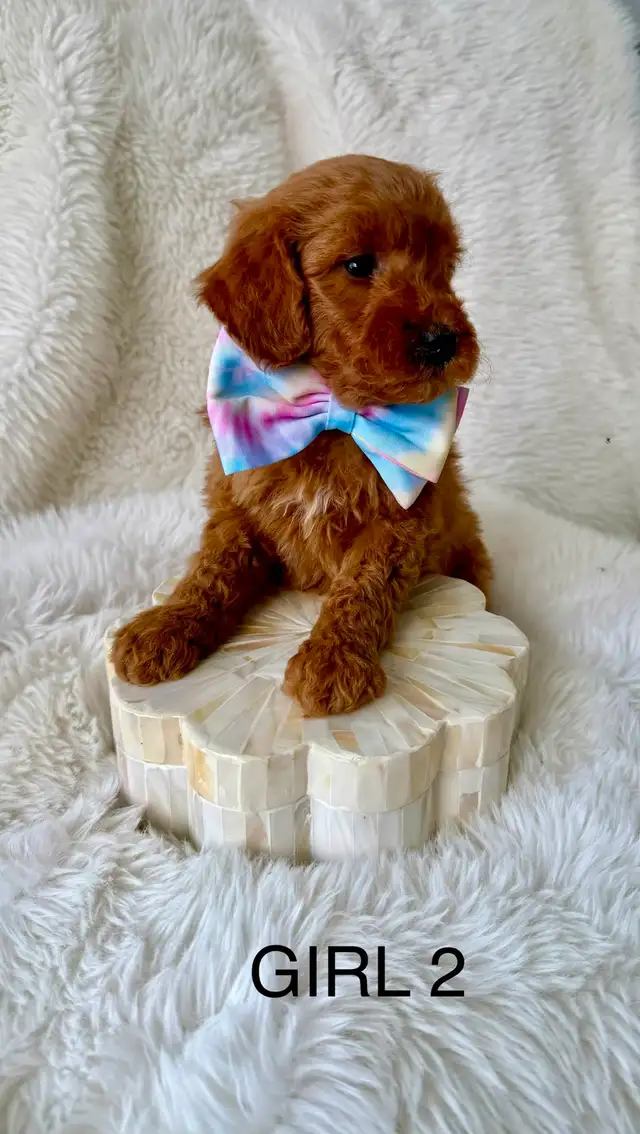 F2B Golden Doodle Puppies - Photo 7