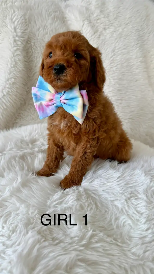 F2B Golden Doodle Puppies - Photo 8