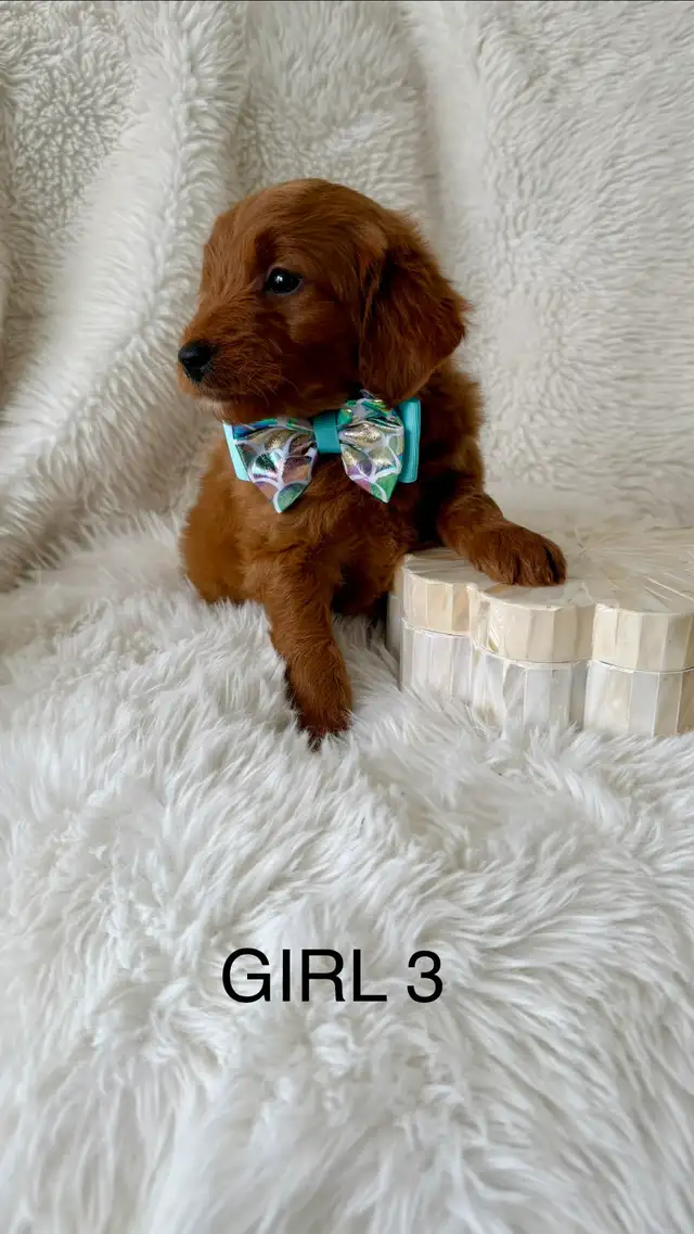 F2B Golden Doodle Puppies - Photo 9