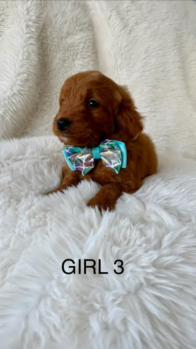 F2B Golden Doodle Puppies - Photo 10