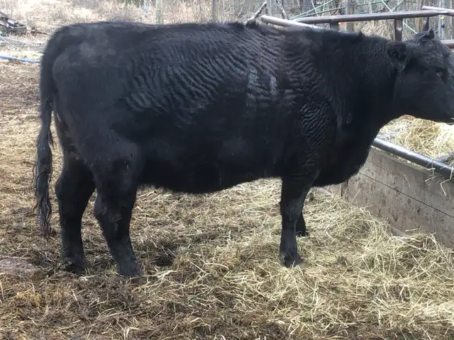 Bred cow for sale