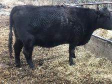 Bred cow for sale