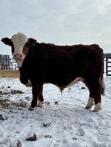 Fullblood Simmental Bulls