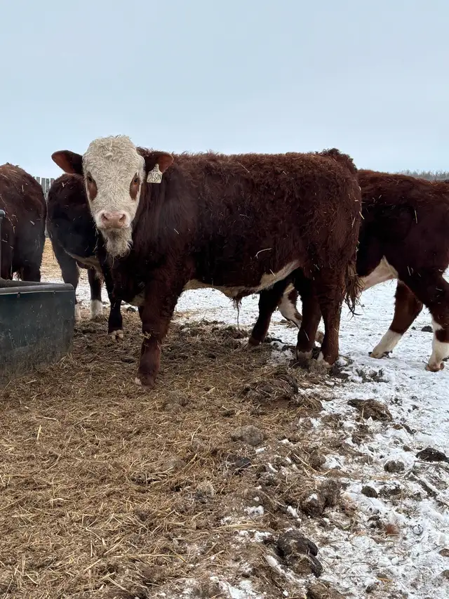 Fullblood Simmental Bulls - Photo 2