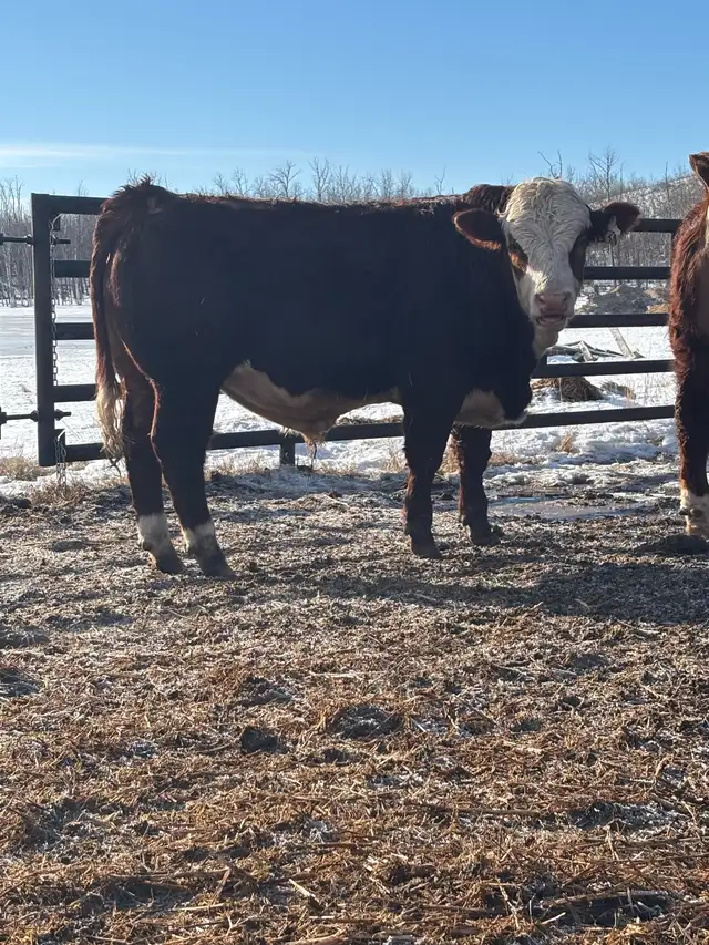 Fullblood Simmental Bulls - Photo 3