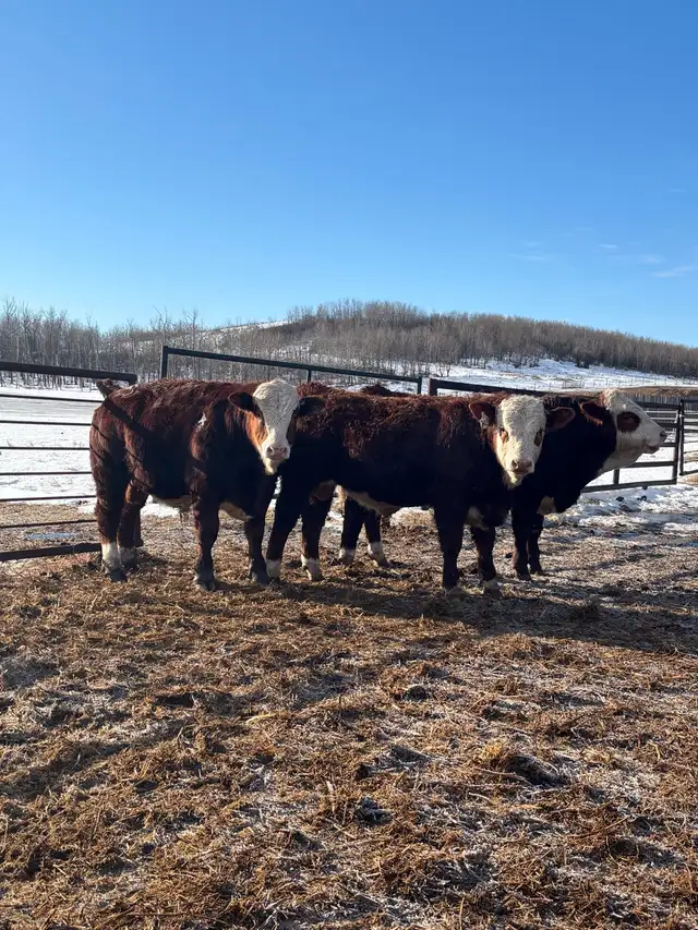 Fullblood Simmental Bulls - Photo 4