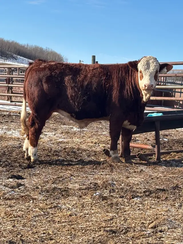 Fullblood Simmental Bulls - Photo 5