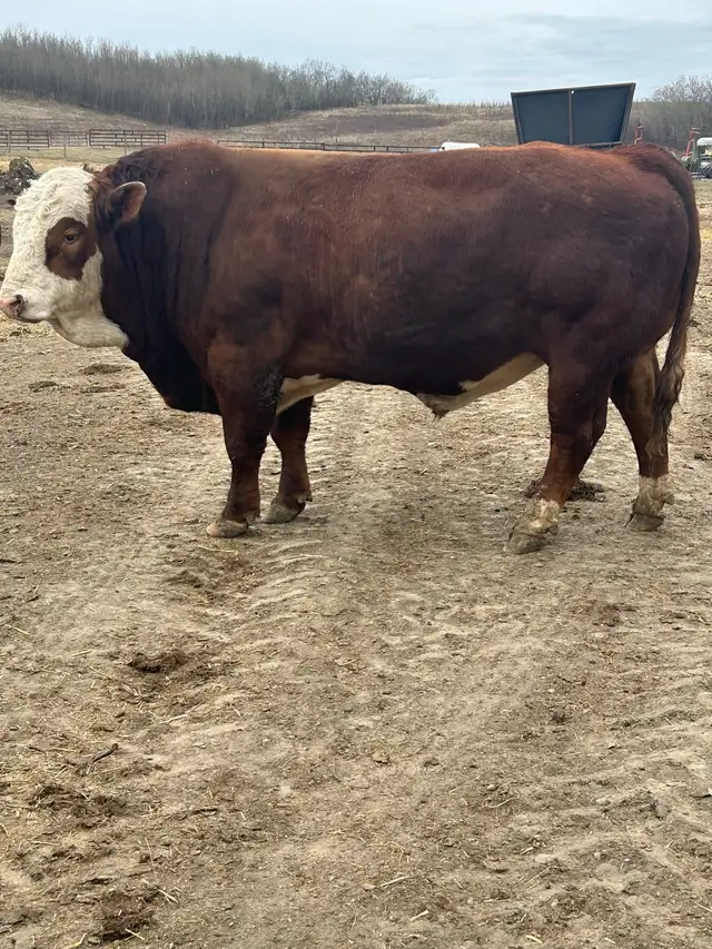 Fullblood Simmental Bulls - Photo 6
