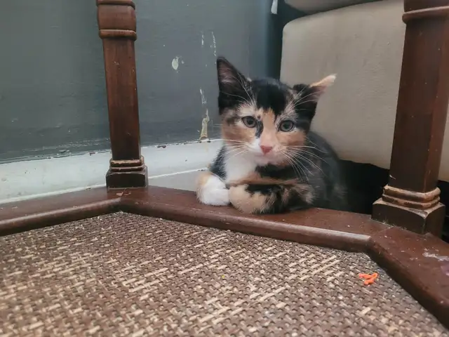 Cute kitten looking for a new home