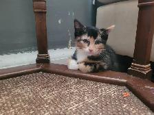 Cute kitten looking for a new home