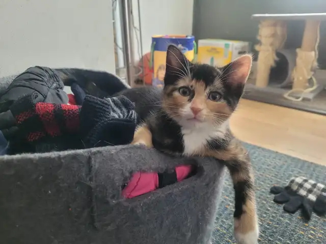 Cute kitten looking for a new home - Photo 2