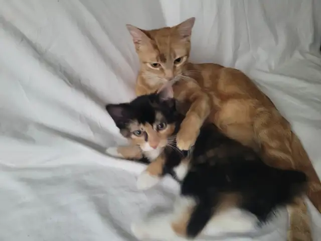 Cute kitten looking for a new home - Photo 3