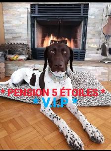 Pension 5 ETOILES pour chiens en milieu familial - Laval(^.^)