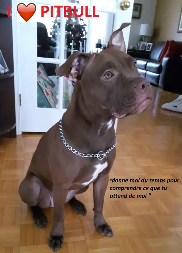 Pension 5 ETOILES pour chiens en milieu familial - Laval(^.^) - Photo 3