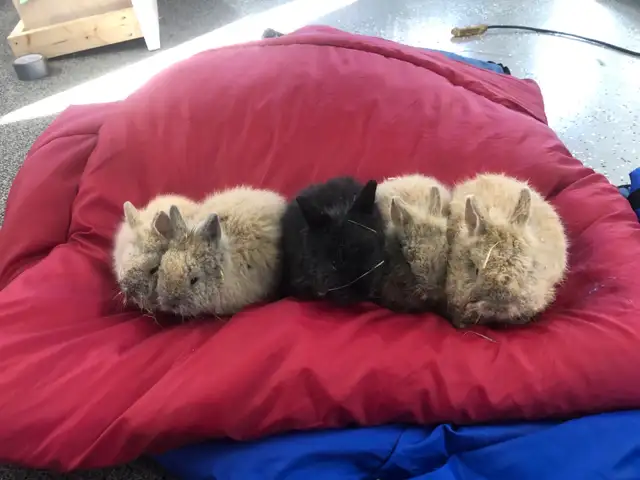 Cute Lion head rabbits