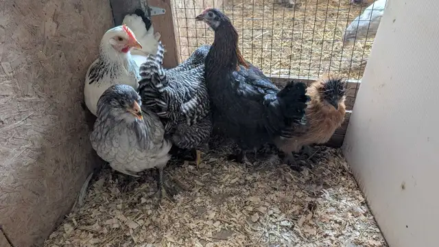 hens - variety pack