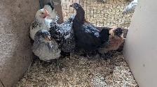 hens - variety pack