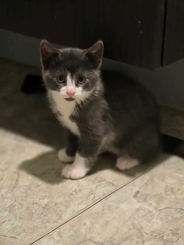 free kittens - Photo 2