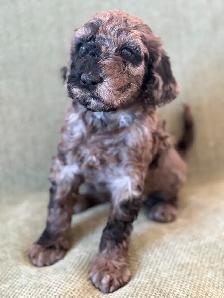 Adorables mini aussiedoodle