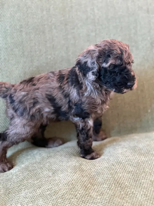 Adorables mini aussiedoodle - Photo 2