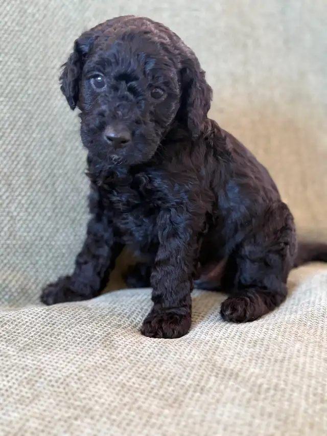 Adorables mini aussiedoodle - Photo 3