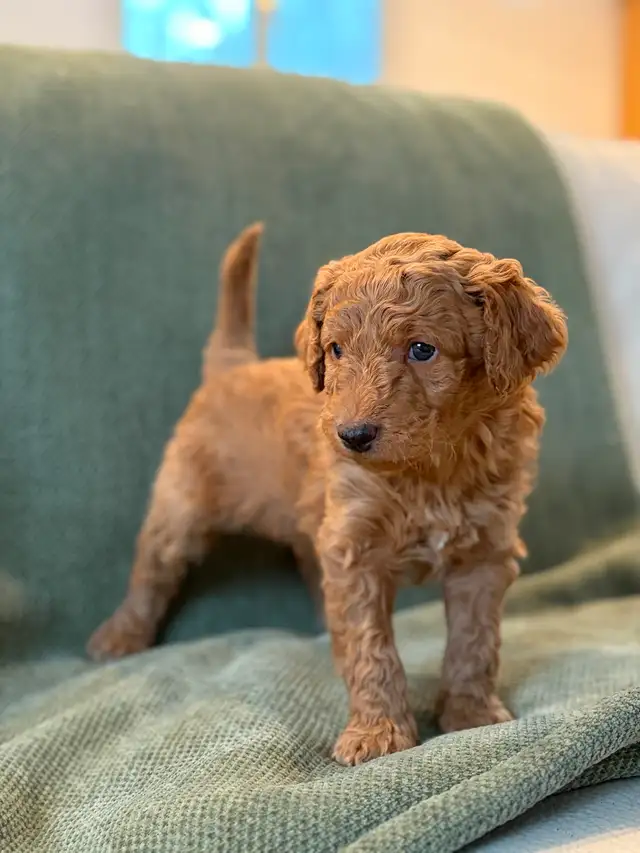 Adorables mini aussiedoodle - Photo 4