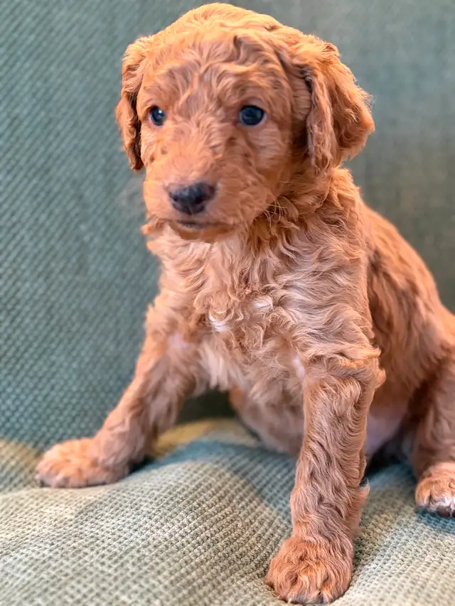 Adorables mini aussiedoodle - Photo 5