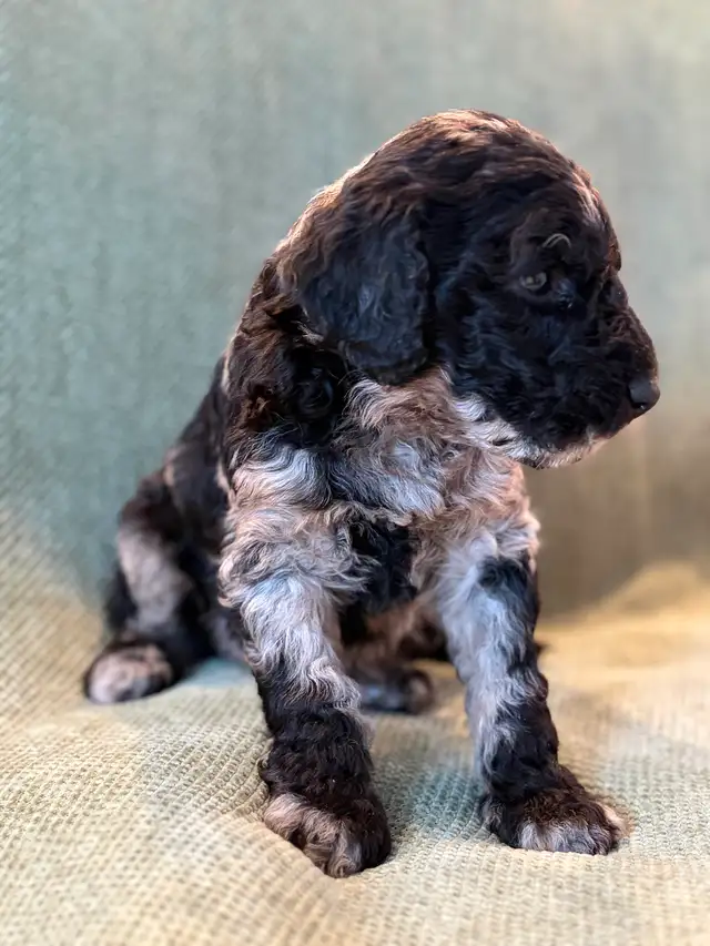 Adorables mini aussiedoodle - Photo 6