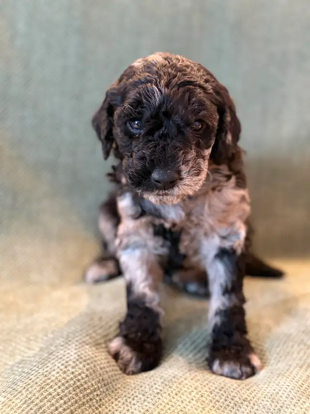 Adorables mini aussiedoodle - Photo 7