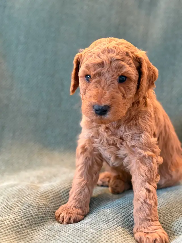 Adorables mini aussiedoodle - Photo 8
