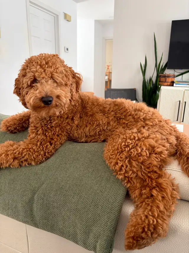 Adorables mini aussiedoodle - Photo 9