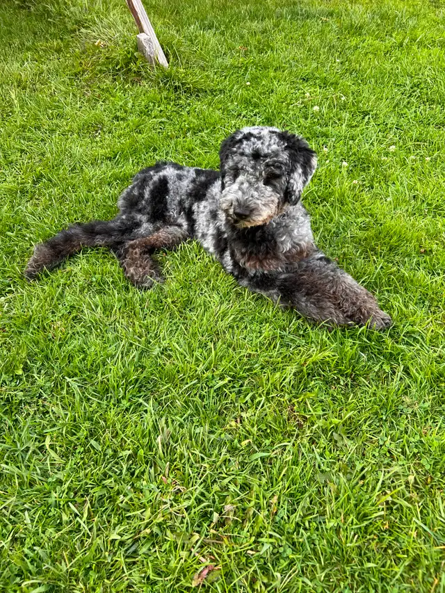 Adorables mini aussiedoodle - Photo 10