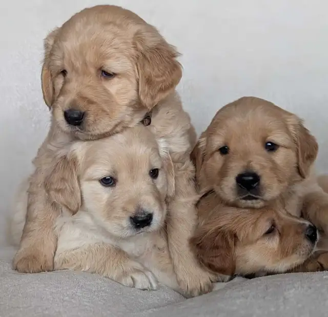Adorable Puppies for Sale