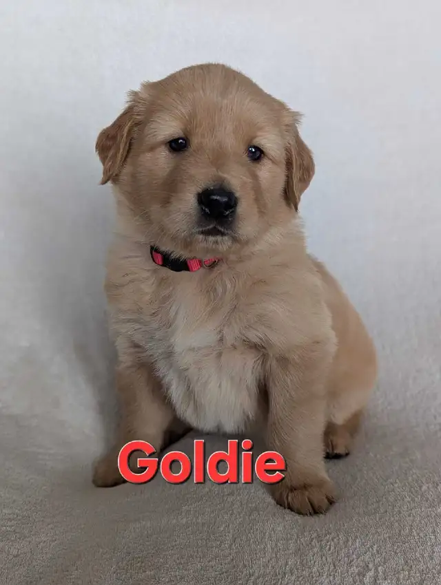 Adorable Puppies for Sale - Photo 2